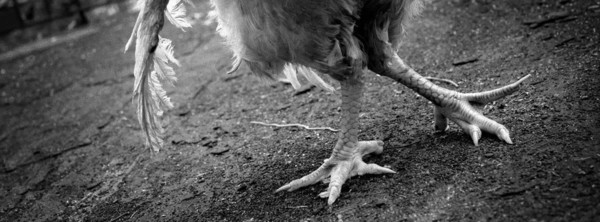 Pertelope : A love story from Coney Island : Charlotte Oestervang Photography