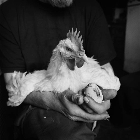 The rooster Pertelope was bought of Jewish neighbours in order to rescue it from Sukkot. A present from Valery to Sharon : A love story from Coney Island : Charlotte Oestervang Photography
